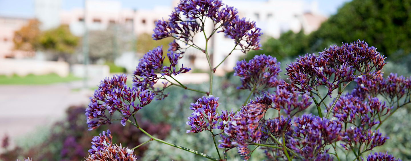 lavender flowers